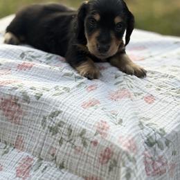 Hot dog - Black and tan male Dachshund puppy in Temecula, California from Naomi Magee's Dachshund Kennel
