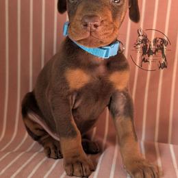 Male 2 - Light Blue Collar - Red and rust male Doberman Pinscher puppy in Spencer, Indiana from Jackson's Dobermans
