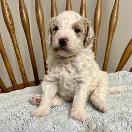 Bean - Cream male Goldendoodle puppy in Crawford, Mississippi from Magnolia State Poodles and Doodles