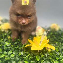 Maple - Chocolate and tan female Pomeranian puppy in Brentwood, California from Royalpawpoms