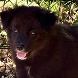 Woody - Black tri male Miniature Australian Shepherd puppy in Patterson, North Carolina from DreamLine Aussies
