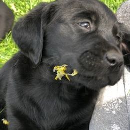 Labrador Retriever Puppies from Premium Labradors of Ontario