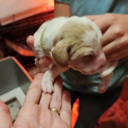 Green - Lemon and white male Basset Hound puppy in Lucerne Valley, California from Seussorie of Puddle Pups