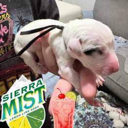 Sierra Mist - White and black female Dalmatian puppy in Des Moines, Iowa from Spot Splattered Dalmatians