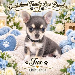 Baby Tux - Blue and white male Chihuahua puppy in Chino Valley, Arizona from Dachshund Family Love Breeders
