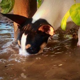 Rat Terriers from Blackwood Rat Terriers (Standard)
