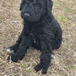 Labradoodle Puppies from Ross Farm Doodles