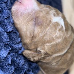 Black collar male - Red  male Goldendoodle puppy in Jurupa Valley, California from gucci_bentleys_goldendoodles