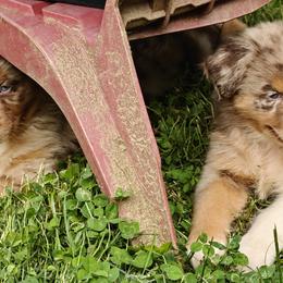 Australian Shepherds from Red Five Kennels