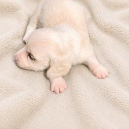 Belle - Cream female Dachshund puppy in Indiantown, Florida from Turquoise River Minature Dachshunds