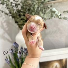 BUMBLE - Caramel red male Australian Labradoodle puppy in Palmdale, California from Heavenly Doodles
