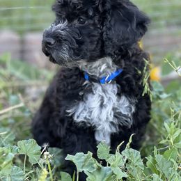 Portuguese Water Dog Puppies from Yellowstone Porties