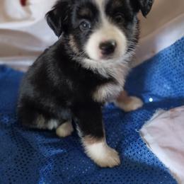 Mary - Black tri female Toy Australian Shepherd puppy in Fort White, Florida from Triple-s-kennel