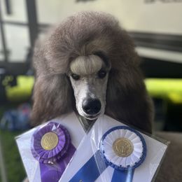 Poodles from Brookside Standard Poodles
