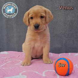 Venus - Yellow female Labrador Retriever puppy in Elloree, South Carolina from Moonlight Kennels LLC