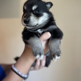 Siberian Husky Puppies from Broward Huskies