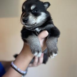 Siberian Husky Puppies from Broward Huskies