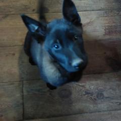 Juniper June - Belgian Malinois puppy from Forever Family K9