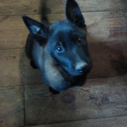 Juniper June - Belgian Malinois puppy from Forever Family K9