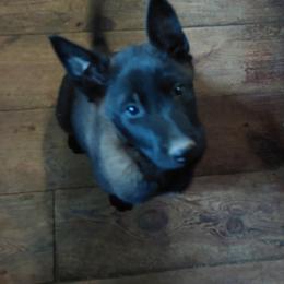 Juniper June - Belgian Malinois puppy from Forever Family K9