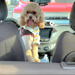 Cavapoo and Dachshund Puppies from Barnyard Dachshunds, Dals & Doodles