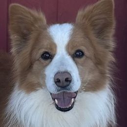 Border Collies and Golden Retrievers from Twin Silos Kennel
