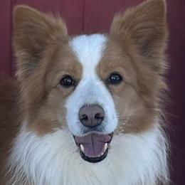 Border Collies and Golden Retrievers from Twin Silos Kennel
