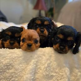 Elsa - Ruby female Cavalier King Charles Spaniel puppy in Caldwell, Idaho from Terrace Cav's