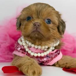 Finley - Lilac female Shih Tzu puppy in League City, Texas from Divine Pups