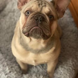 French Bulldog Puppies from Sophie Marie's Frenchies