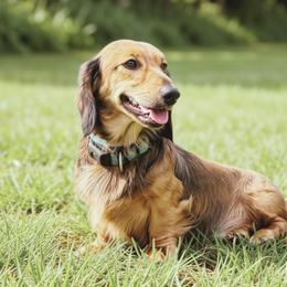 TOFFEE - Dachshund