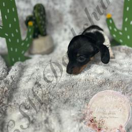 Dachshund Puppies from CSW Dachshunds
