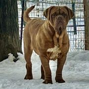 Desiree - Dogue de Bordeaux