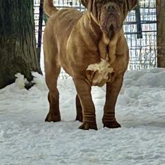 Desiree - Dogue de Bordeaux