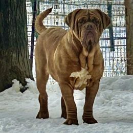 Desiree - Dogue de Bordeaux
