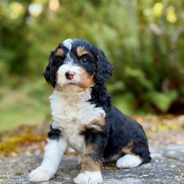 Lady Tremain (Pink Collar) - Tri-color female Bernedoodle puppy in Stanwood, Washington from Butter Cup Pups and Paws