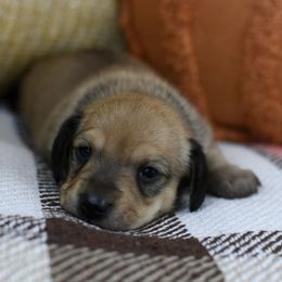 Louise - Cream female Dachshund puppy in Fredonia, Arizona from Kaibab Dachshunds