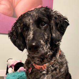 Luna - Labradoodle