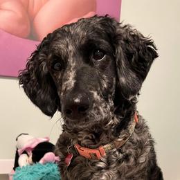 Luna - Labradoodle