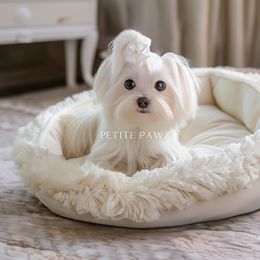 Dolly - Maltese