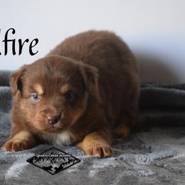 Wildfire - Red tri female Miniature Australian Shepherd puppy in Cody, Wyoming from Quartz Creek Aussies