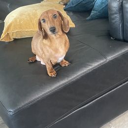 Pickles - Dachshund