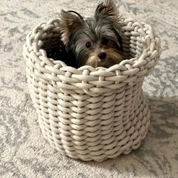 Yorkshire Terrier All Grown Up from Happy Tails Yorkies