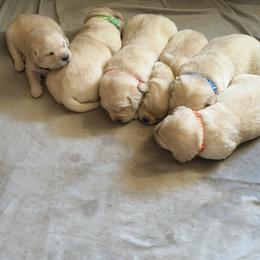 Orange collar - Yellow female Labrador Retriever puppy in Wittmann, Arizona from AM Labradors