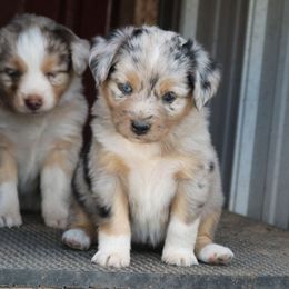 Miniature Australian Shepherd Puppies from Bock's Mini Aussies