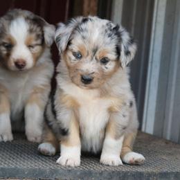 Miniature Australian Shepherd Puppies from Bock's Mini Aussies