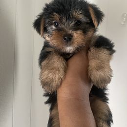Princeton - Black and tan male Yorkipoo puppy in Gastonia, North Carolina from Precious pups dynasty kennel