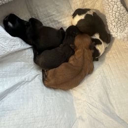 Shih Tzu Puppies from Delinda Shih Tzus