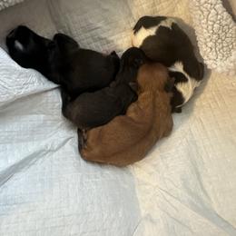 Shih Tzu Puppies from Delinda Shih Tzus
