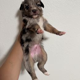 Australian Shepherd and Miniature American Shepherd Puppies from Autumn Fall Aussies